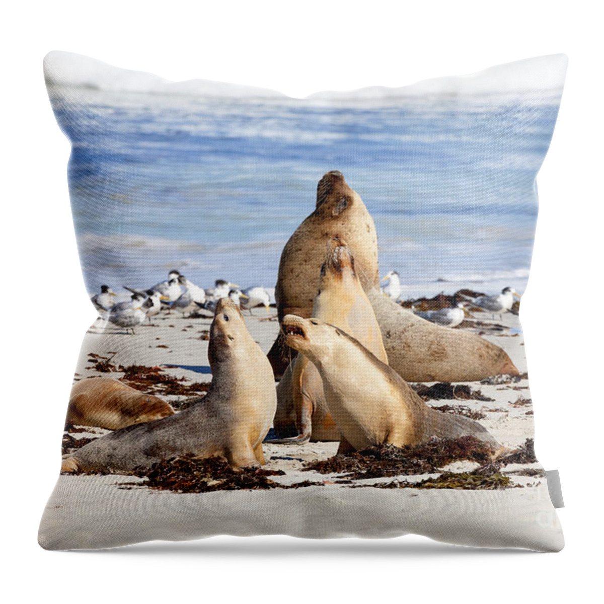 Sea Lions Throw Pillow featuring the photograph The Choir by Michael Dawson