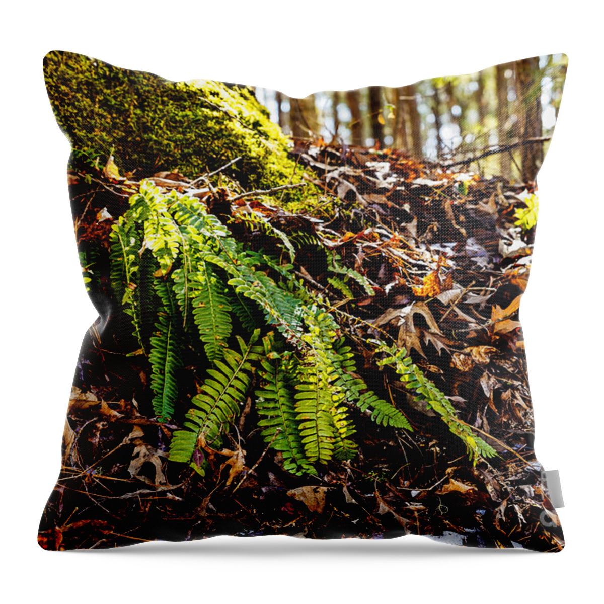 Polystichum Acrostichoides Throw Pillow featuring the photograph The Christmas Fern by Paul Mashburn