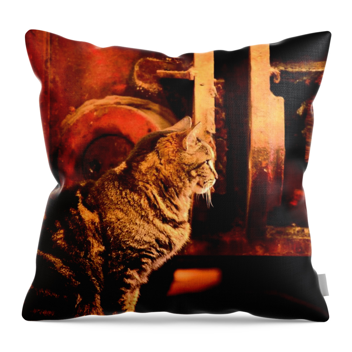The Crane Yard Cat Throw Pillow featuring the photograph The Crane Yard Cat by Maria Urso