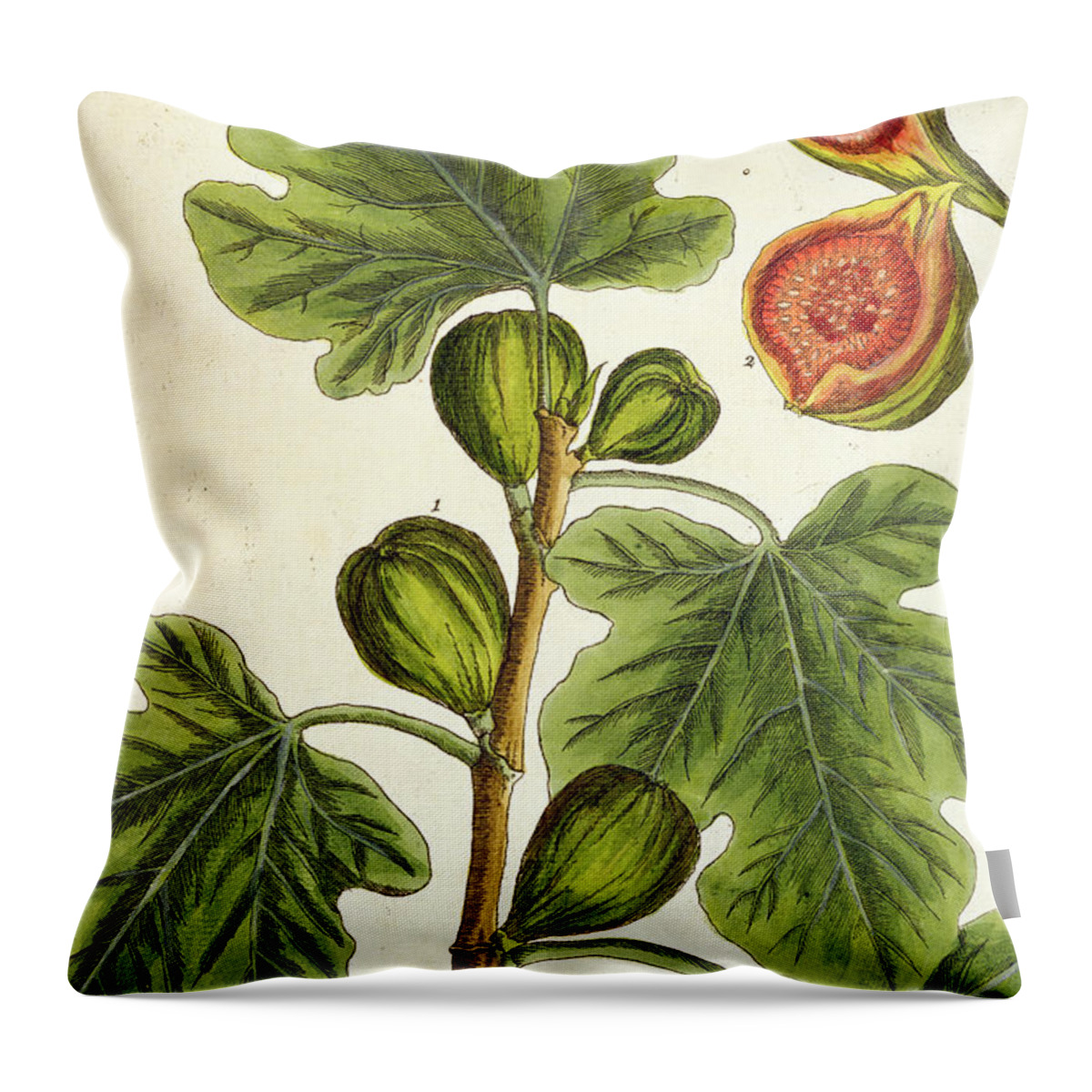 The Fig Tree Throw Pillow featuring the painting The Fig Tree by Elizabeth Blackwell
