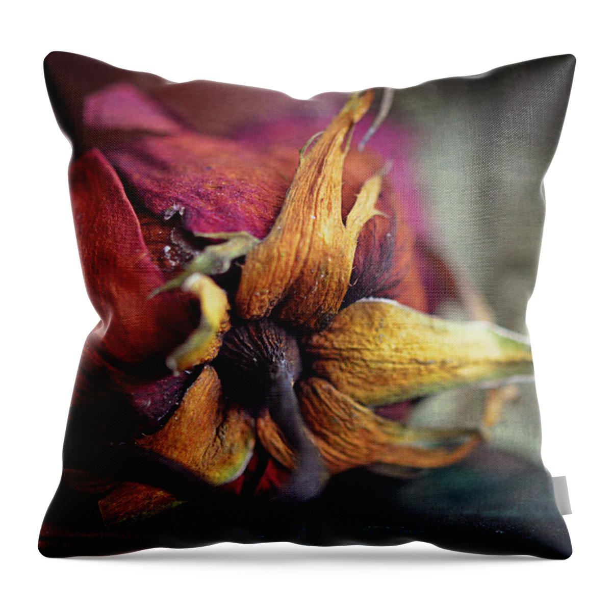 Red Rose Throw Pillow featuring the photograph The Forgotten Rose by Maria Angelica Maira