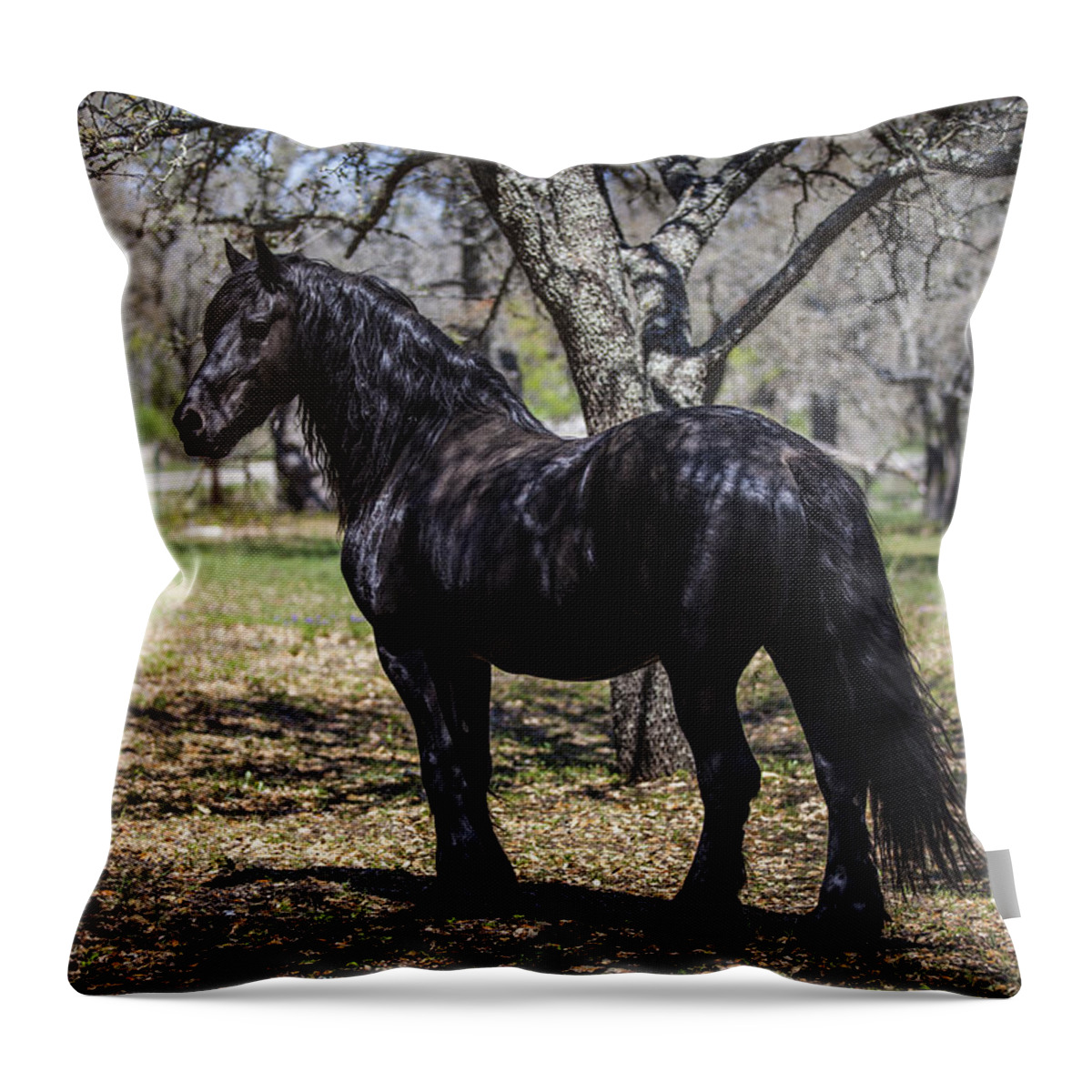Horses Throw Pillow featuring the photograph The Friesian Stallion Eros by Amber Kresge