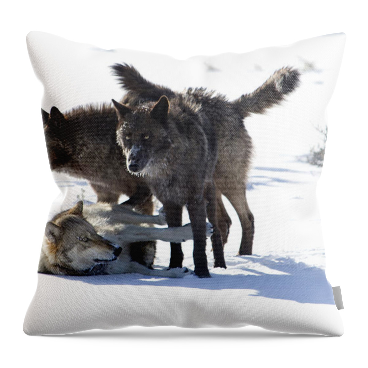 Wolves Throw Pillow featuring the photograph The Girls by Deby Dixon
