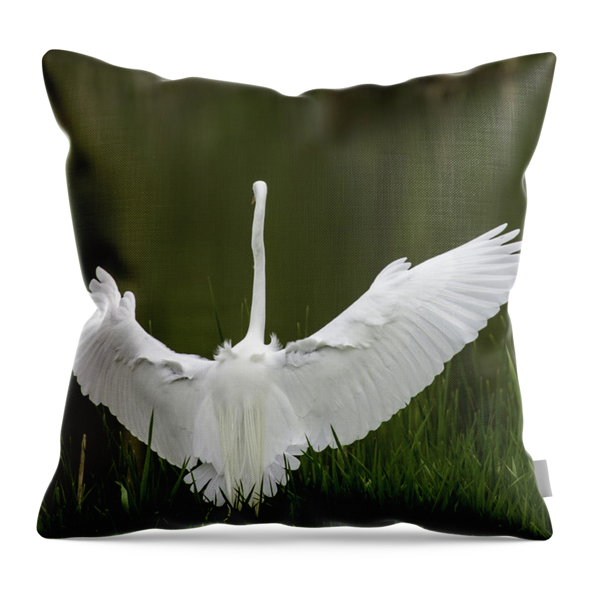 Great Egret Throw Pillow featuring the photograph The Great Egret 2 by Thomas Young