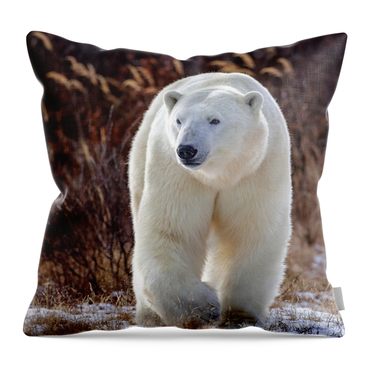 Polar Bear Throw Pillow featuring the photograph The Great White Bear by Jack Bell