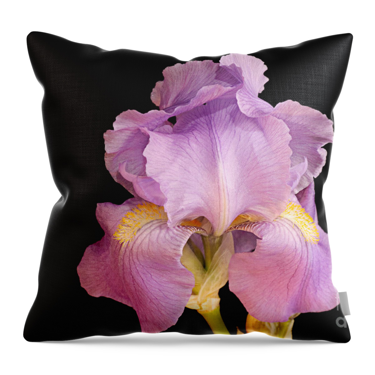 Andee Design Iris Throw Pillow featuring the photograph The Iris In All Her Glory by Andee Design