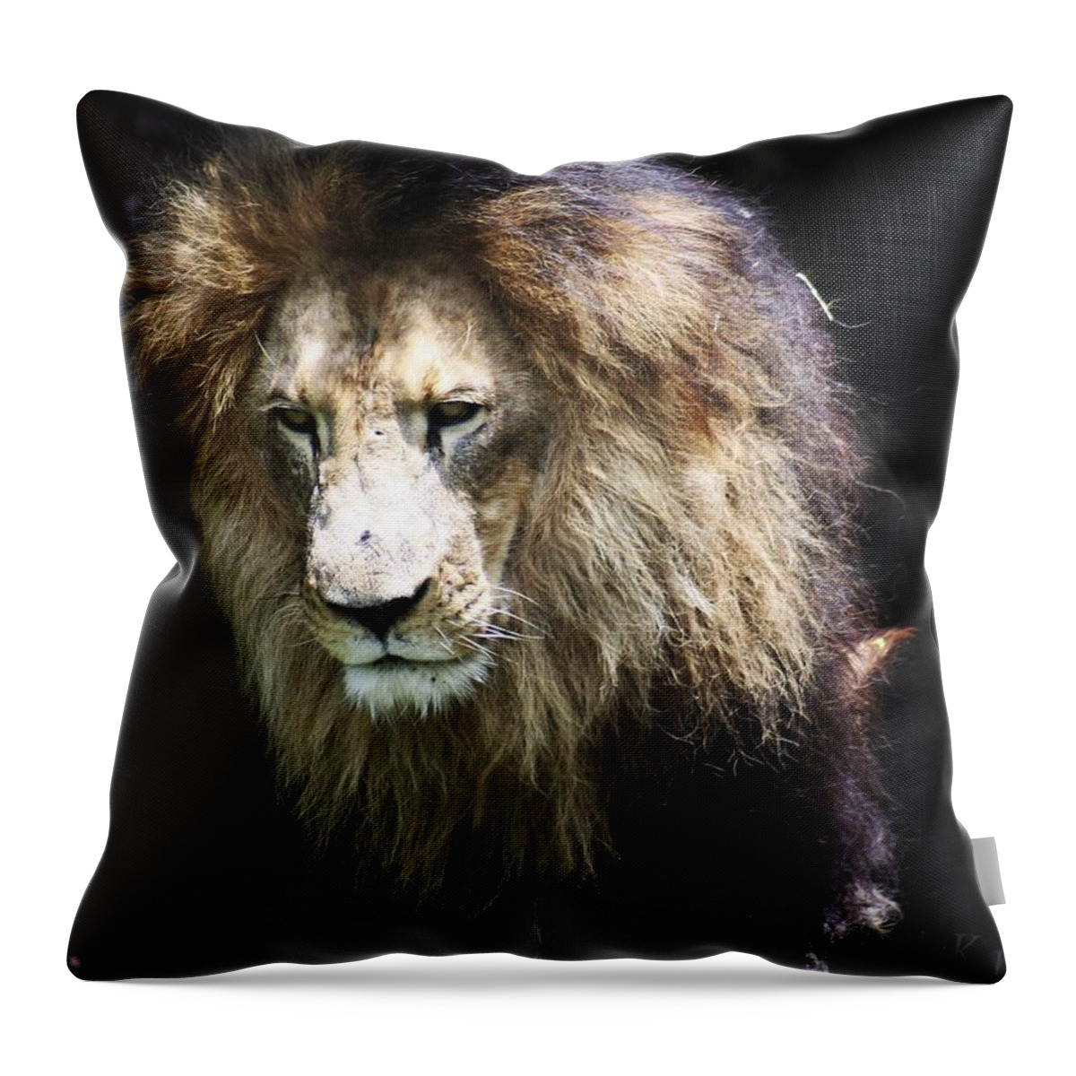 Leon Throw Pillow featuring the photograph The king in the shadows by Lily K