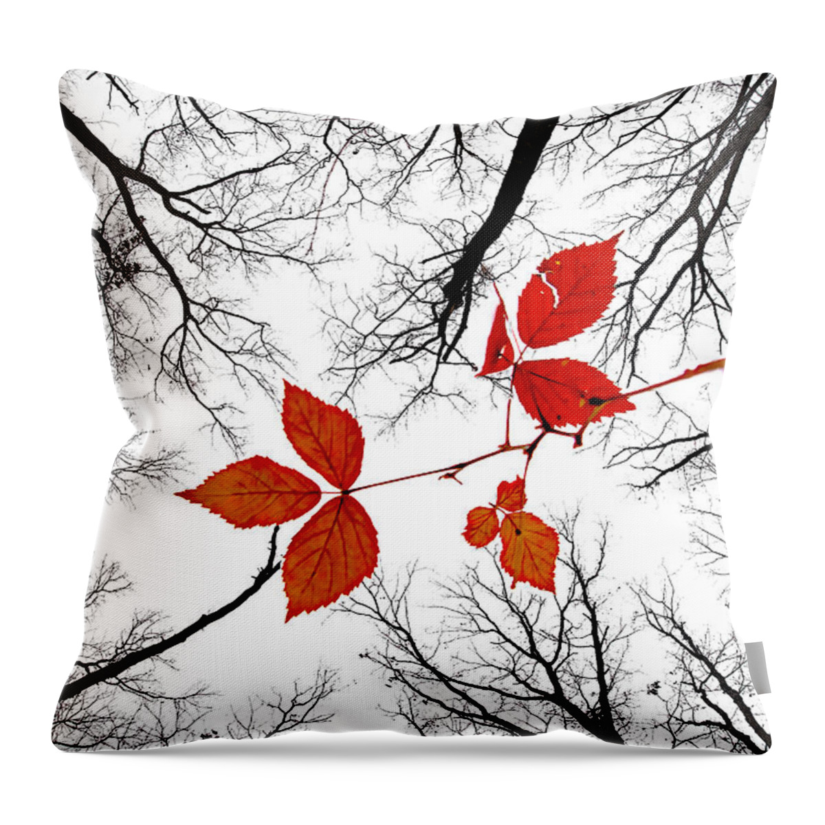 2009 Throw Pillow featuring the photograph The last leaves of November by Robert Charity
