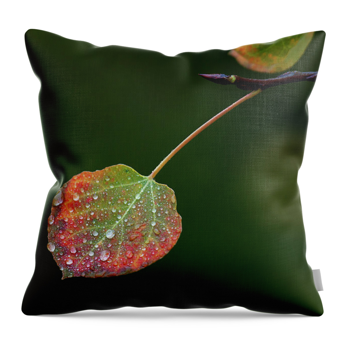 Autumn Throw Pillow featuring the photograph The Latter Rain by Jim Garrison