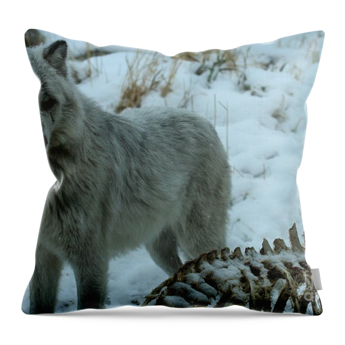 Gray Wolf Throw Pillow featuring the photograph The Lifecycle by Adam Jewell