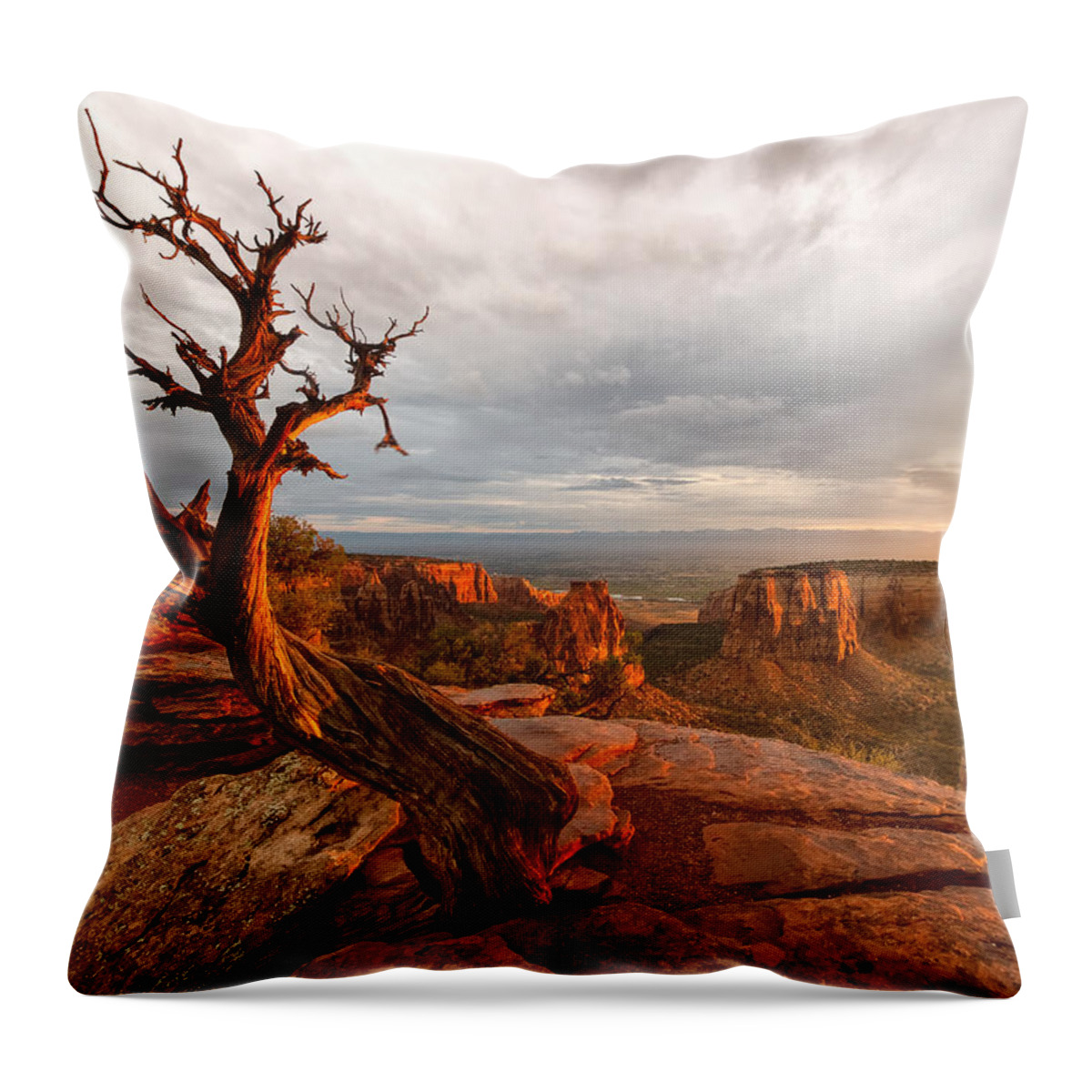Colorado Throw Pillow featuring the photograph The Light on the Crooked Old Tree by Ronda Kimbrow