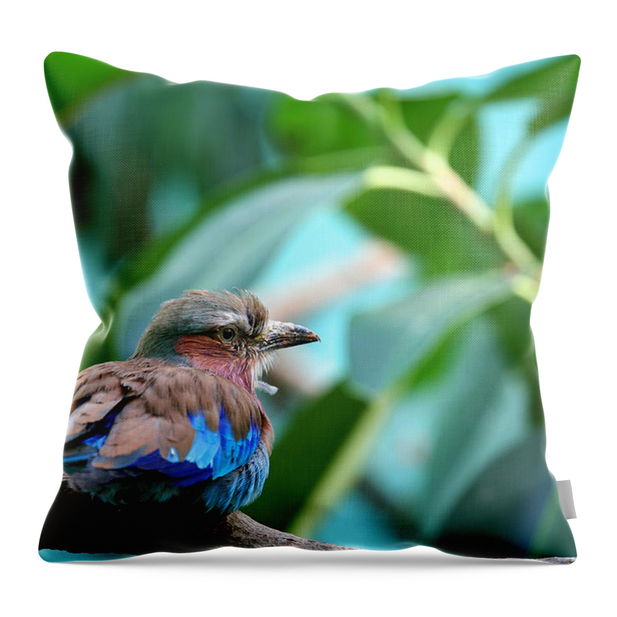 Lilac Breased Roller Throw Pillow featuring the photograph The Lilac Breasted Roller by Karol Livote