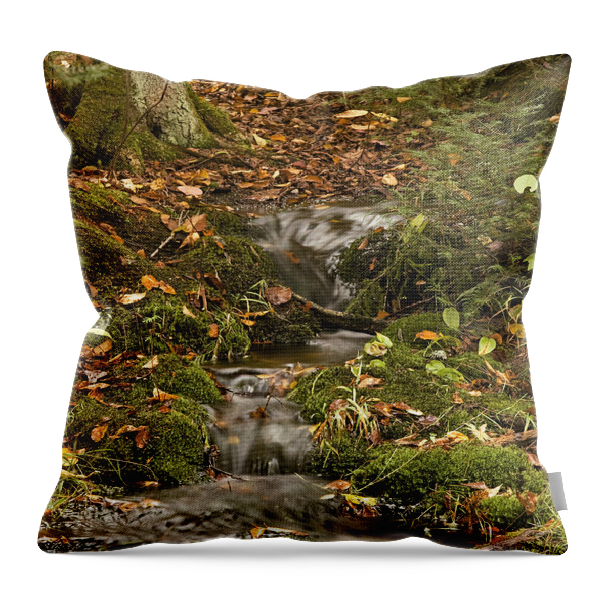 Brook Throw Pillow featuring the photograph The Little Brook That Could by Hany J