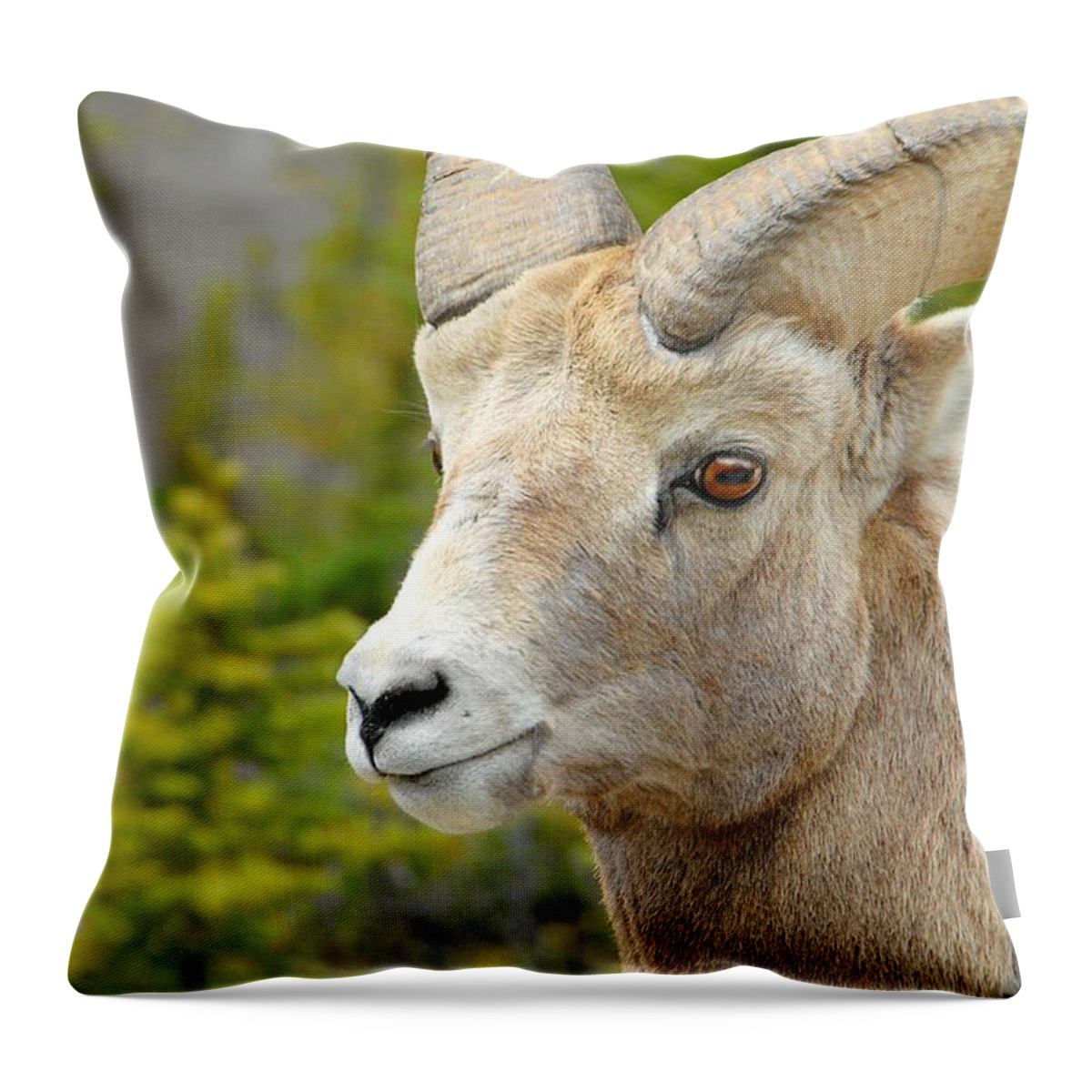 Banff Throw Pillow featuring the photograph The Magnificent Big Horn Ram by Dyle  Warren