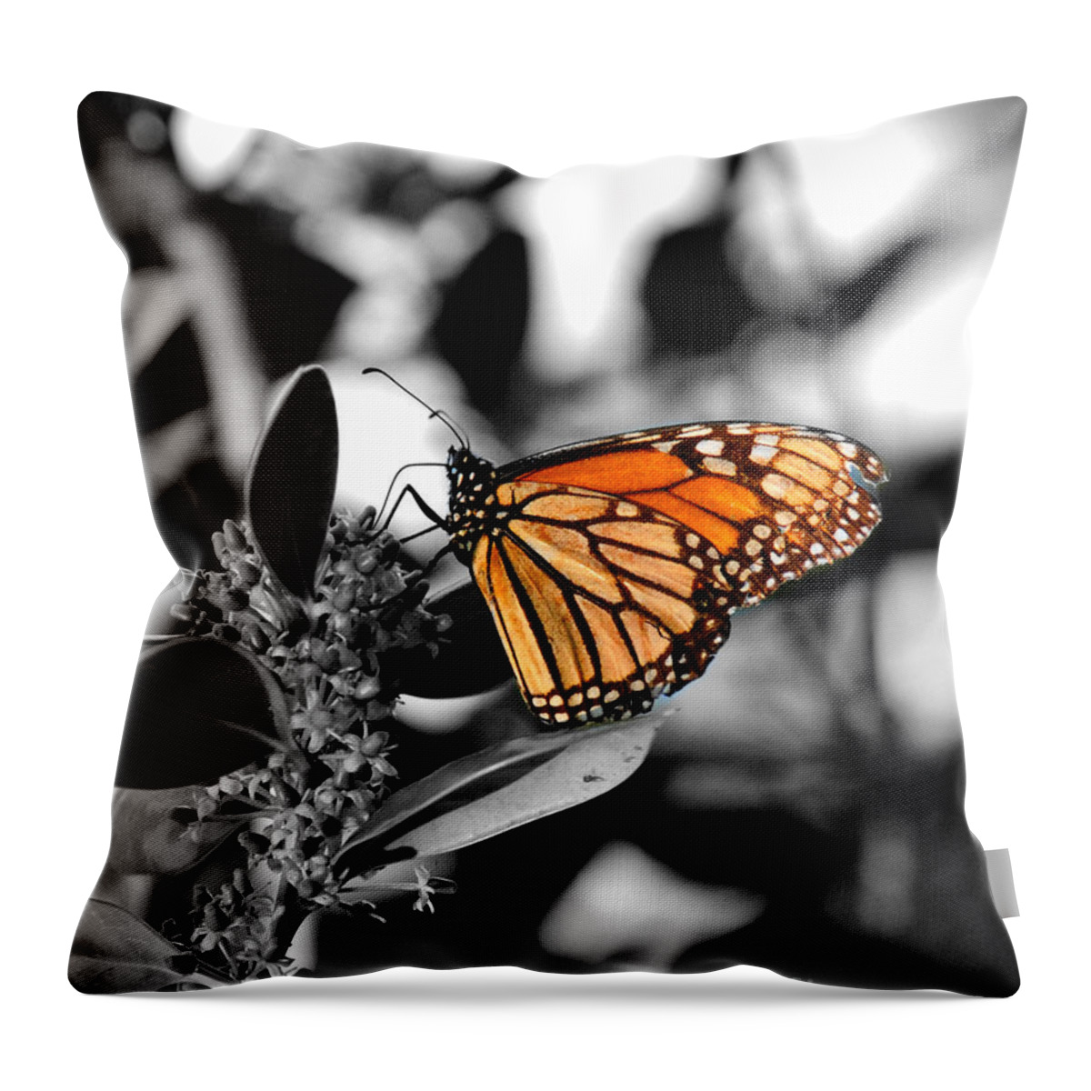 Monarch Throw Pillow featuring the photograph The Monarch by Jai Johnson
