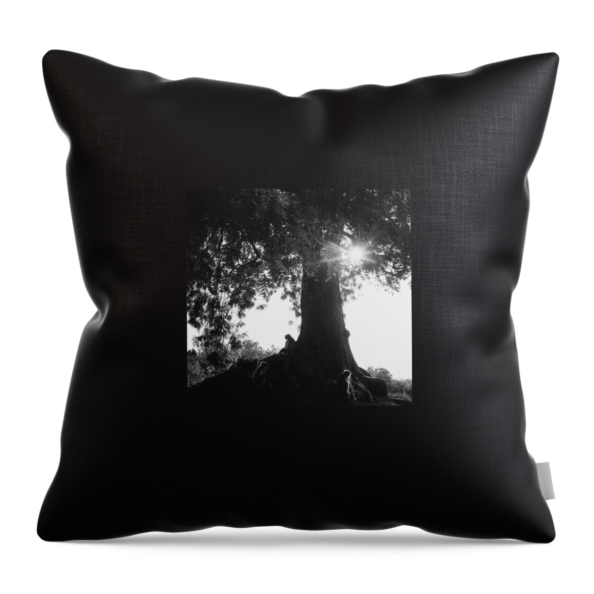  Throw Pillow featuring the photograph The Monkey Tree by Aleck Cartwright