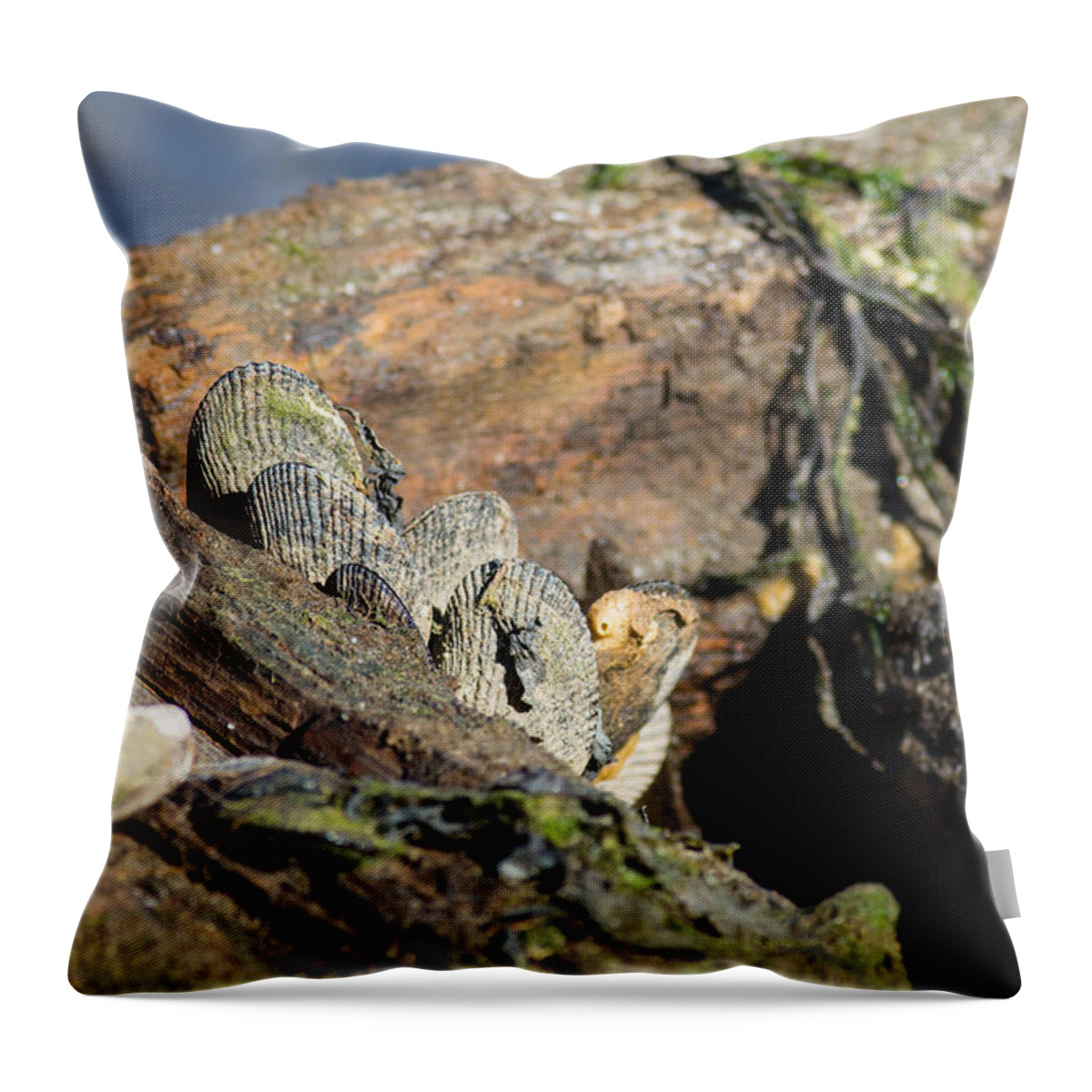 Mussel Shells Throw Pillow featuring the photograph The Old Pier by Allan Morrison