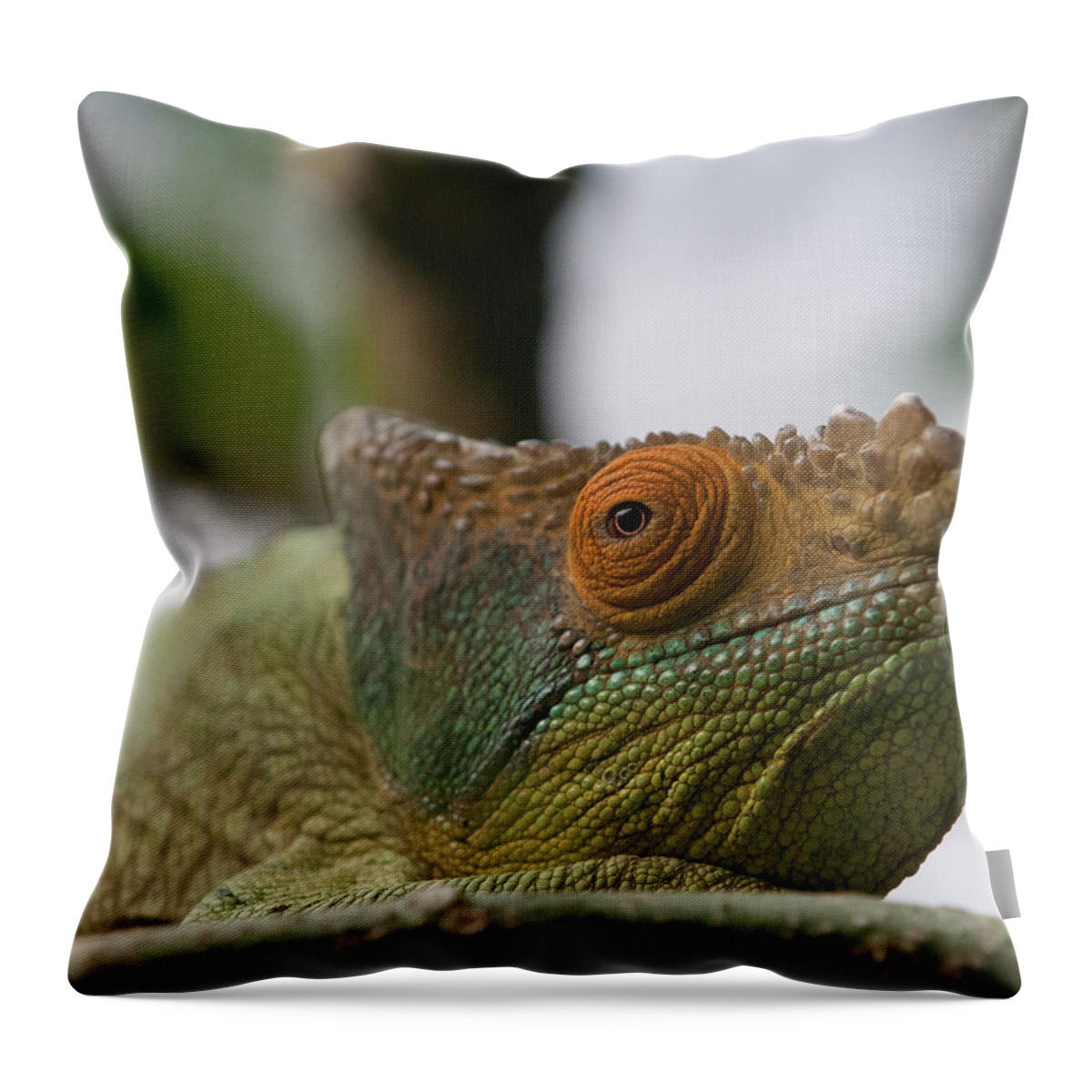Animal Themes Throw Pillow featuring the photograph The Parsons Chameleon Calumma Parsonii by Haja Rasambainarivo