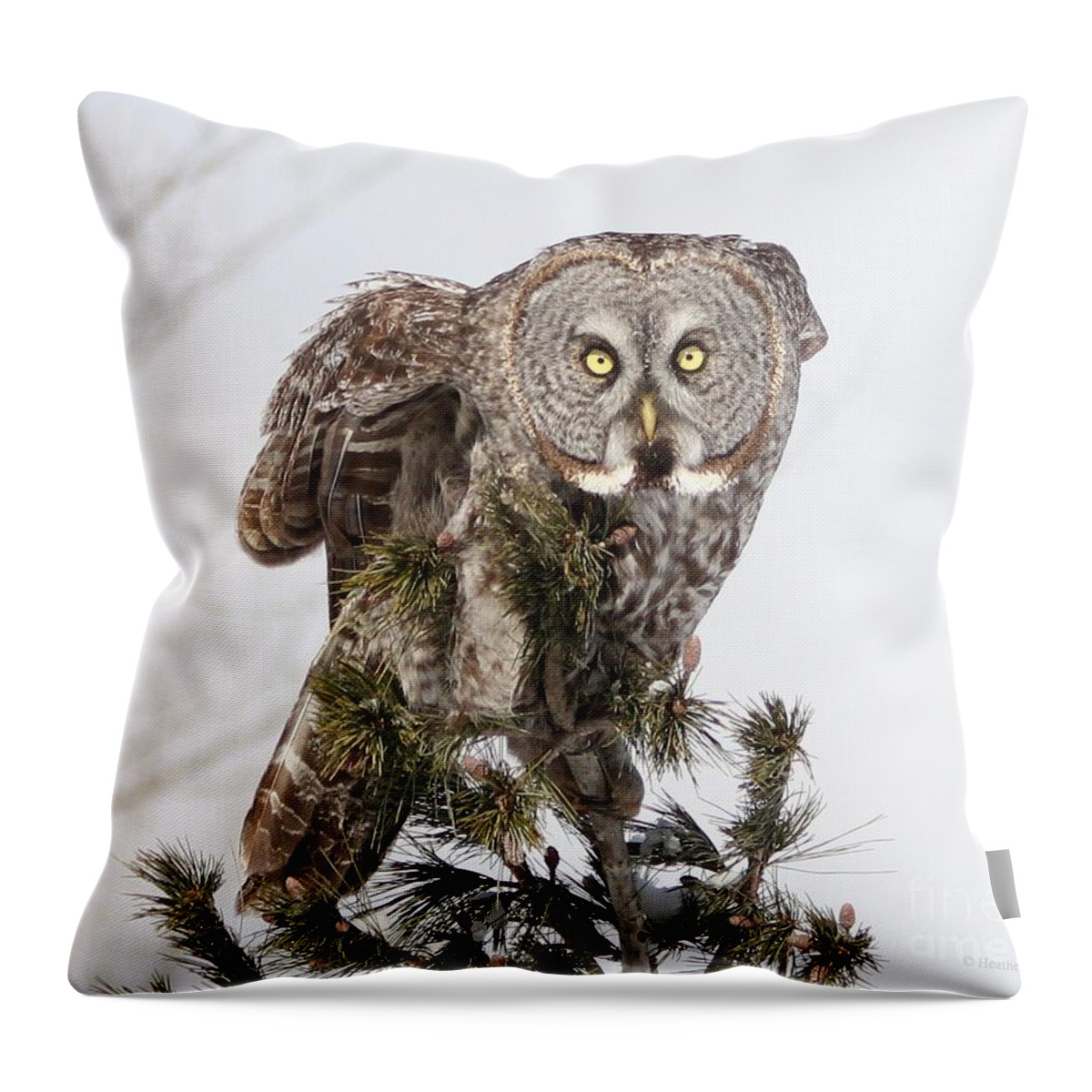 Great Grey Owl Throw Pillow featuring the photograph The perching prince by Heather King