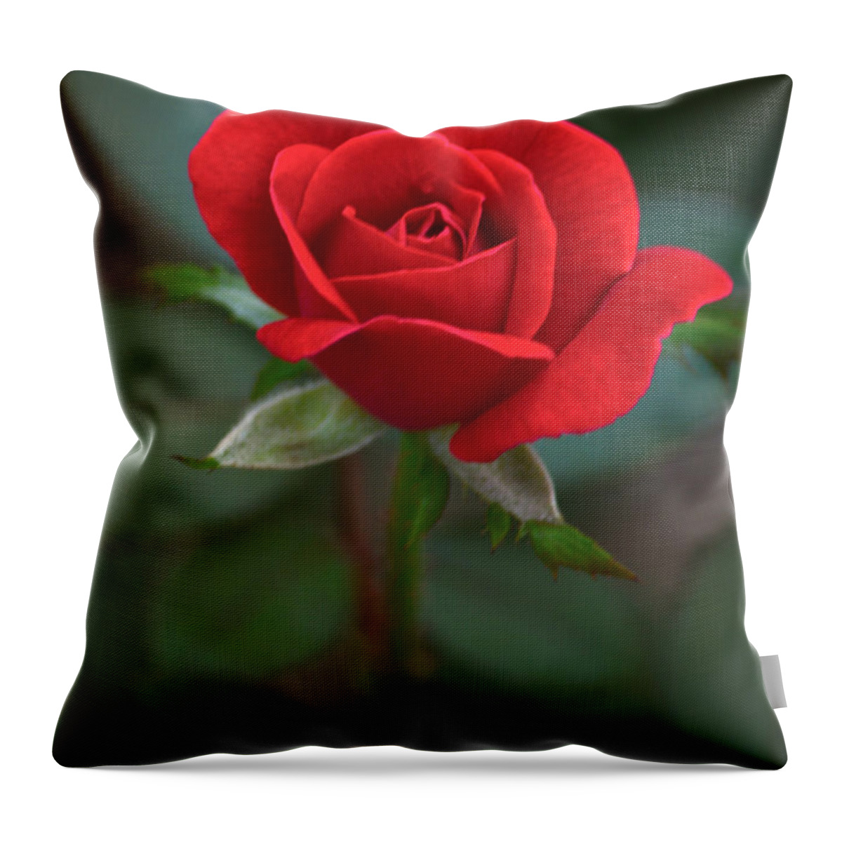 Flower Throw Pillow featuring the photograph The Perfect Rose by Parker Cunningham