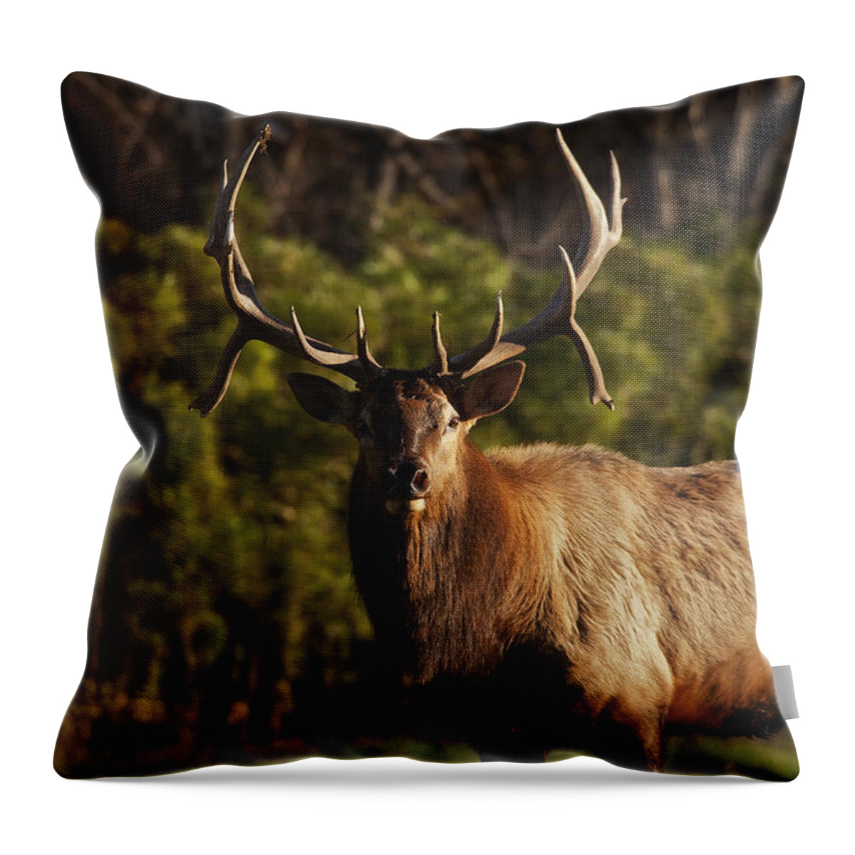Royal Bull Elk Throw Pillow featuring the photograph The Prince of Boxley Valley by Michael Dougherty