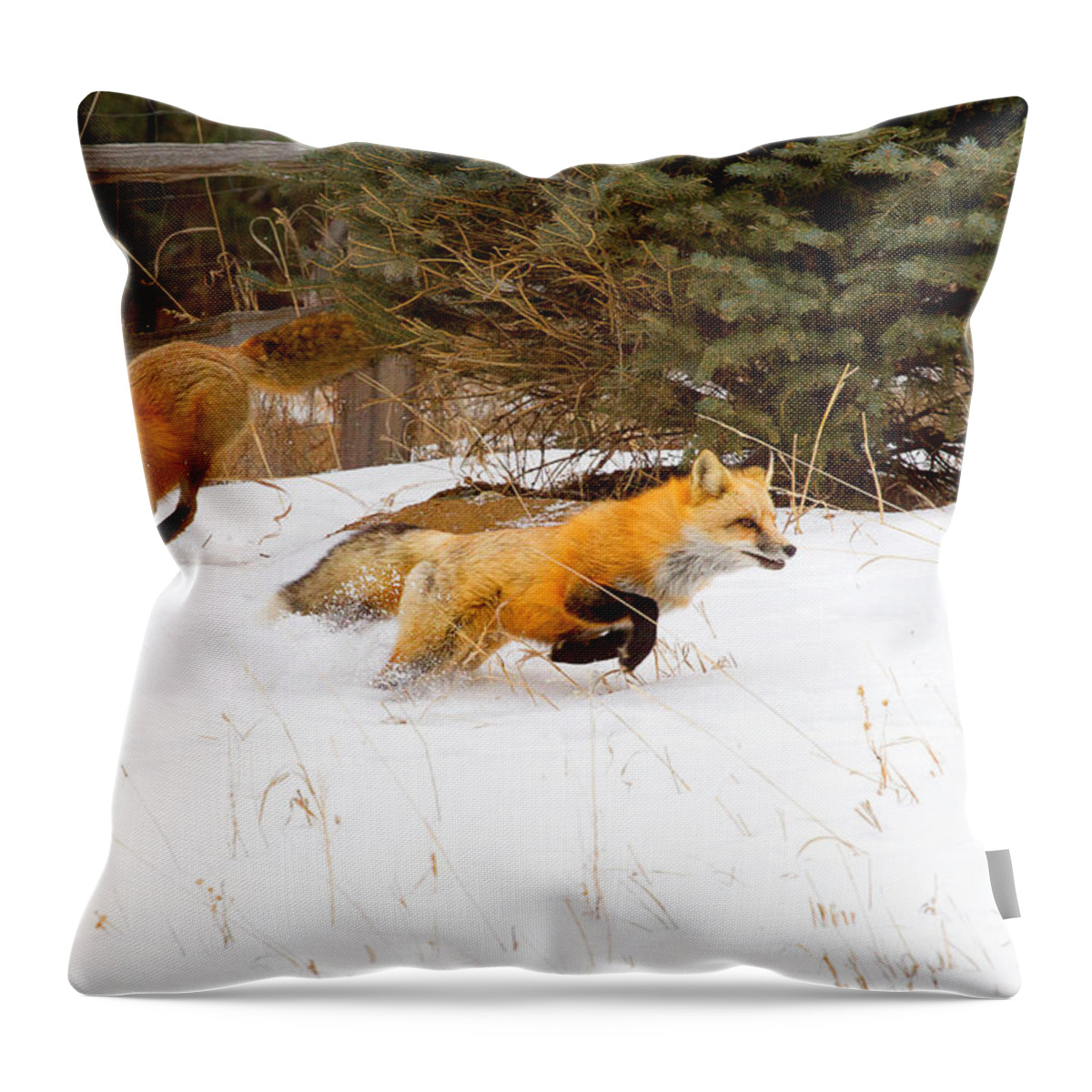 Red Fox Photograph; Red Fox Chase Photograph; Red Fox Chase Canvas Print Throw Pillow featuring the photograph The Race is On by Jim Garrison