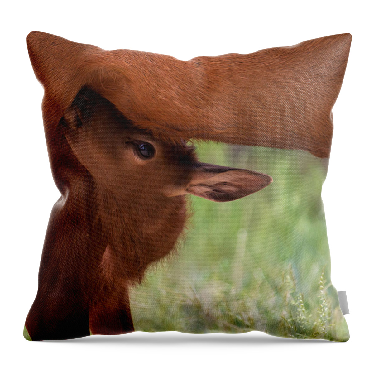 Elk Throw Pillow featuring the photograph The Right Stuff by Jim Garrison
