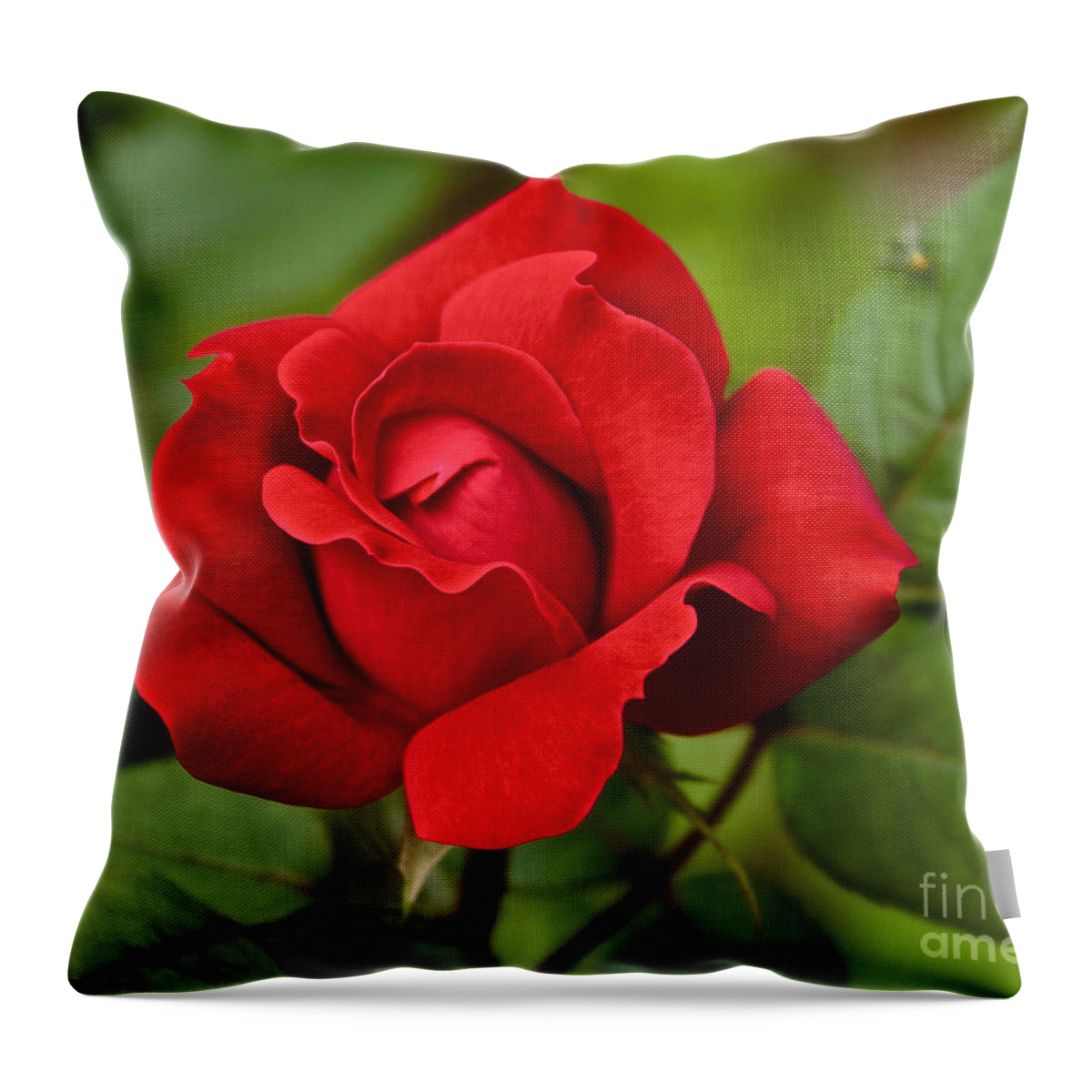 Red Throw Pillow featuring the photograph The Rose by William Norton