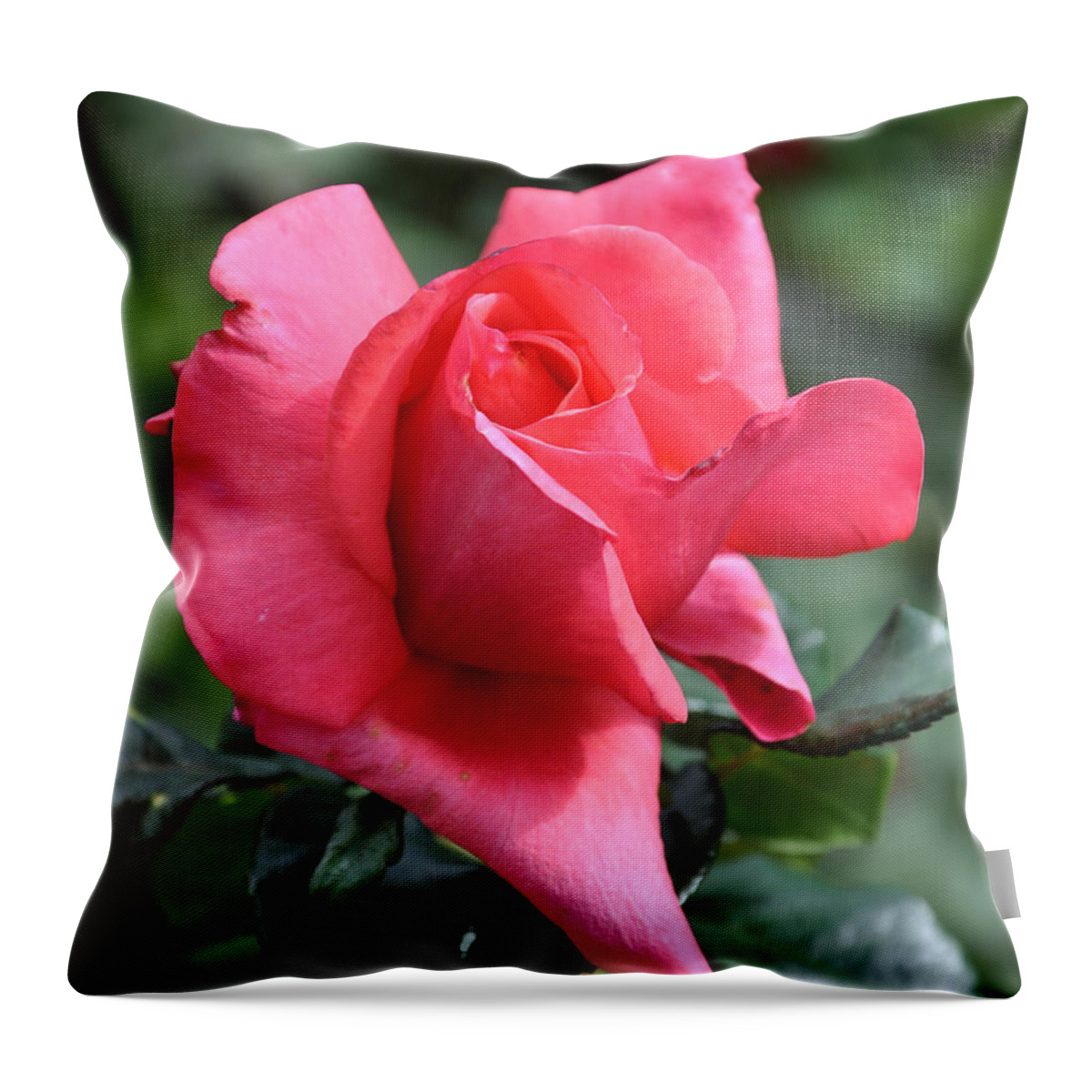 Rose Throw Pillow featuring the photograph Rose Bud by Kirt Tisdale