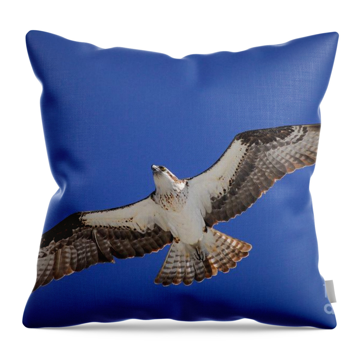 Osprey Throw Pillow featuring the photograph The Sky's the Limit by Quinn Sedam