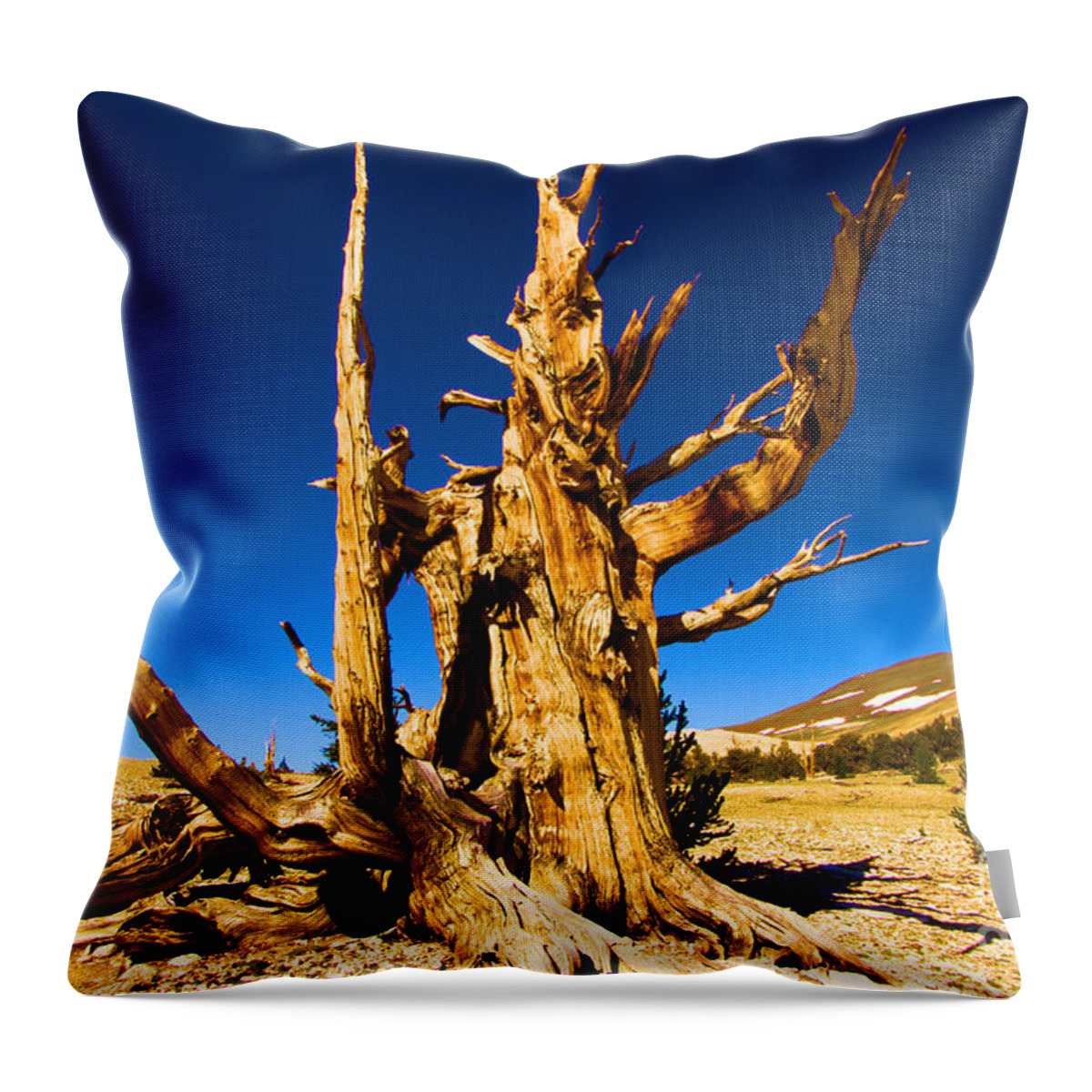 Bristlecone Pine Forest Throw Pillow featuring the photograph The Sorcerer by Adam Jewell