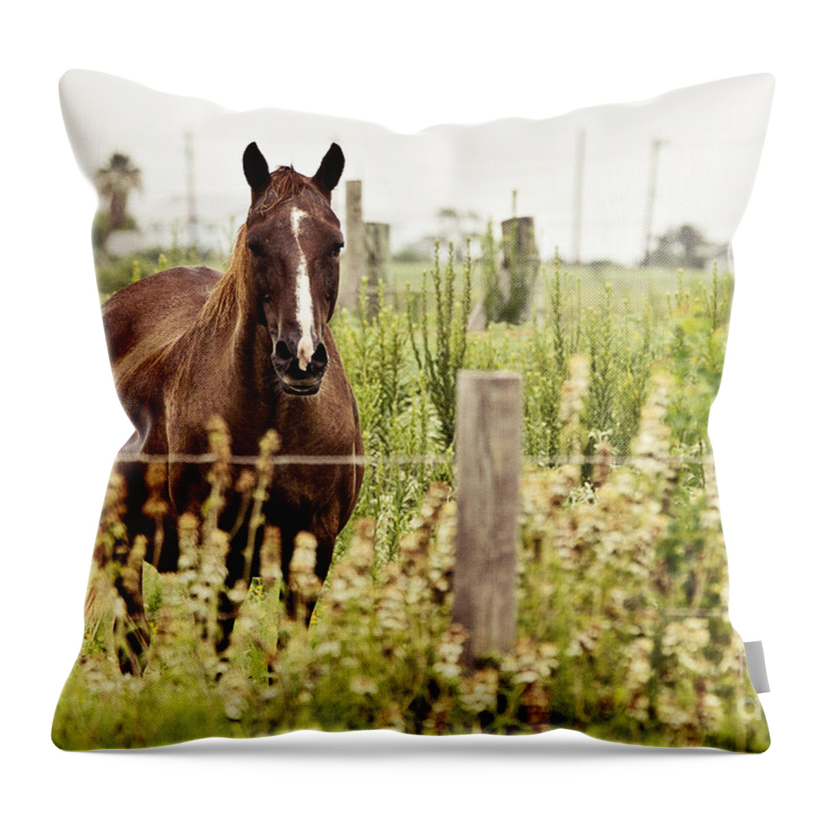 Horse Throw Pillow featuring the photograph The Stare by Scott Pellegrin