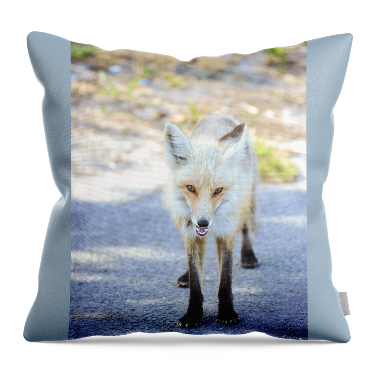Fox Throw Pillow featuring the photograph The Stare by Terry DeLuco