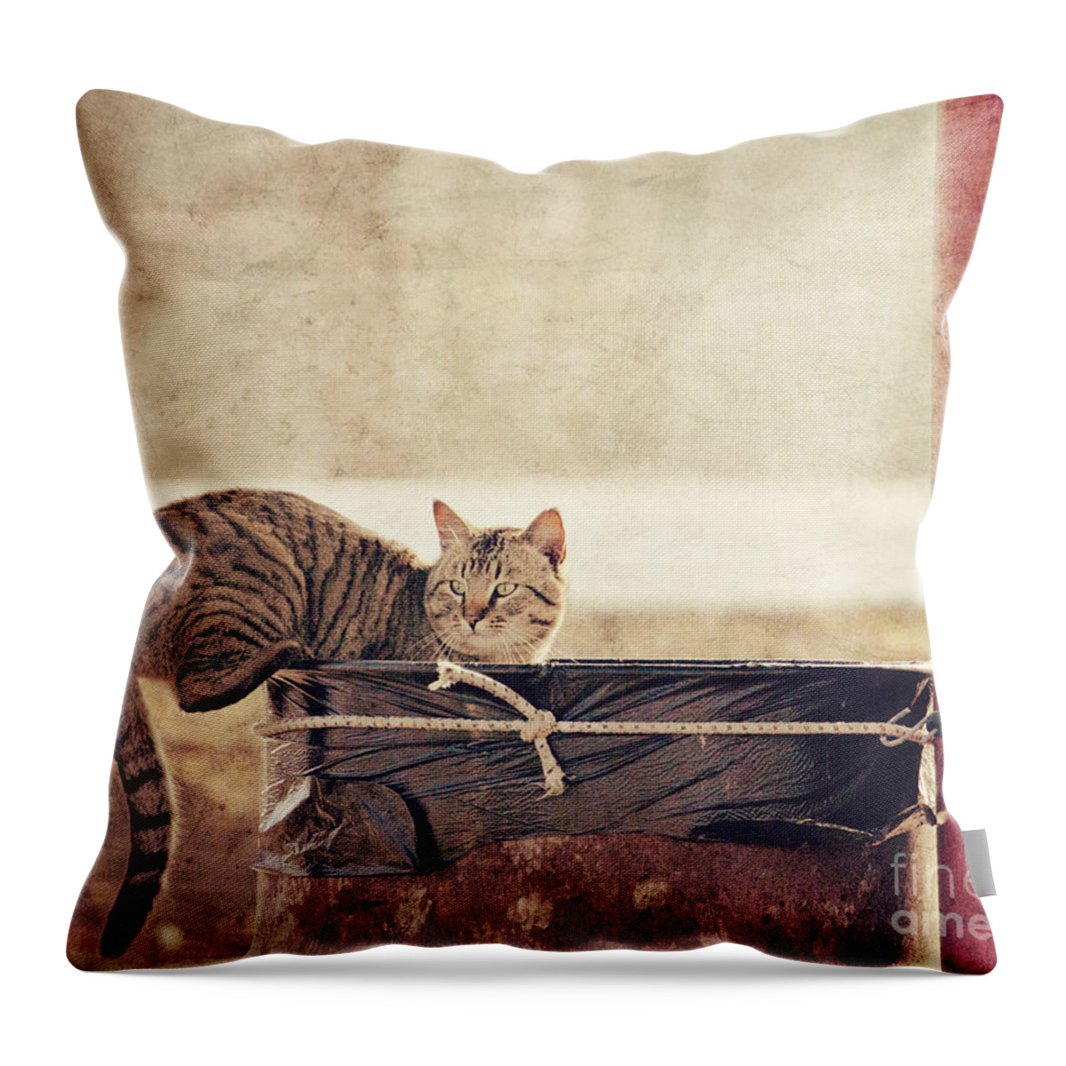 Cat Throw Pillow featuring the photograph Dumpster Diver by Pam Holdsworth