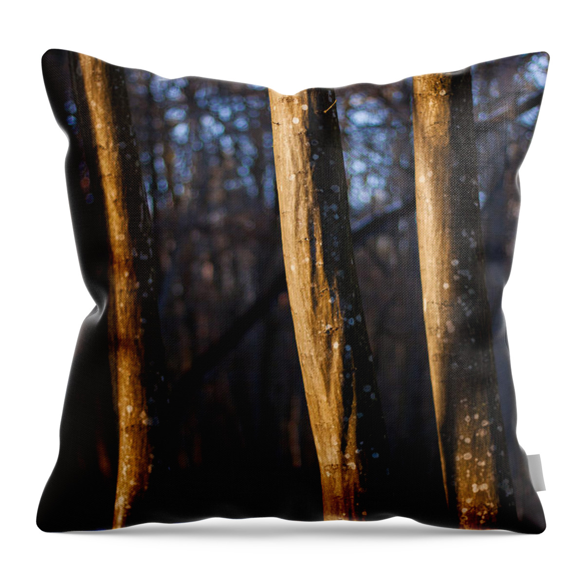 Forest Throw Pillow featuring the photograph The Three Graces by Davorin Mance
