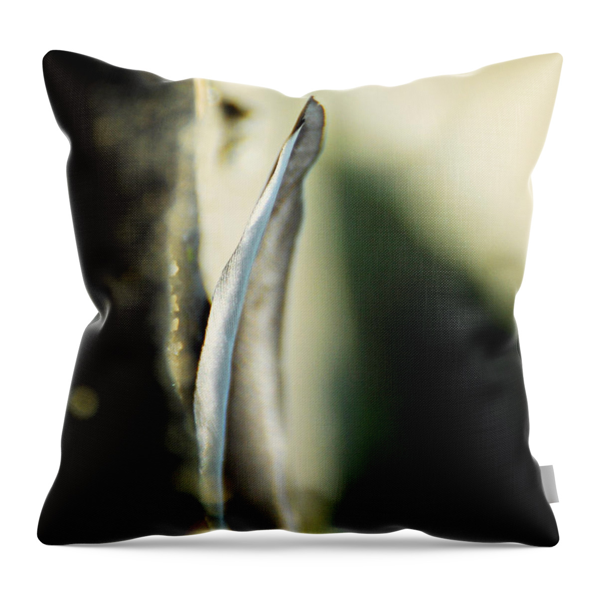 Feather Throw Pillow featuring the photograph The Unchanging by Rebecca Sherman