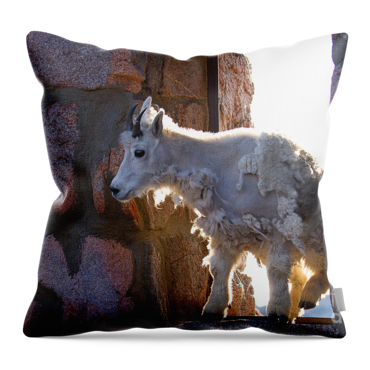 Mountain Goat Throw Pillow featuring the photograph The Unexpected Guest by Jim Garrison