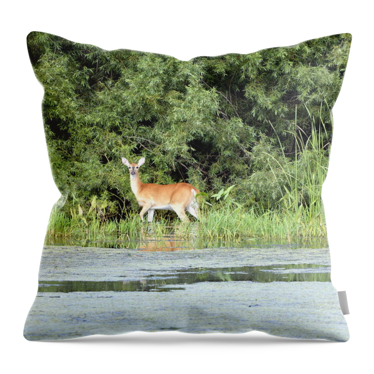 Deer Throw Pillow featuring the photograph The Wading Pool by Bonfire Photography