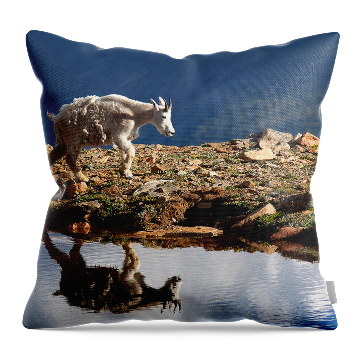 Mountain Goats Throw Pillow featuring the photograph The Walk-About by Jim Garrison