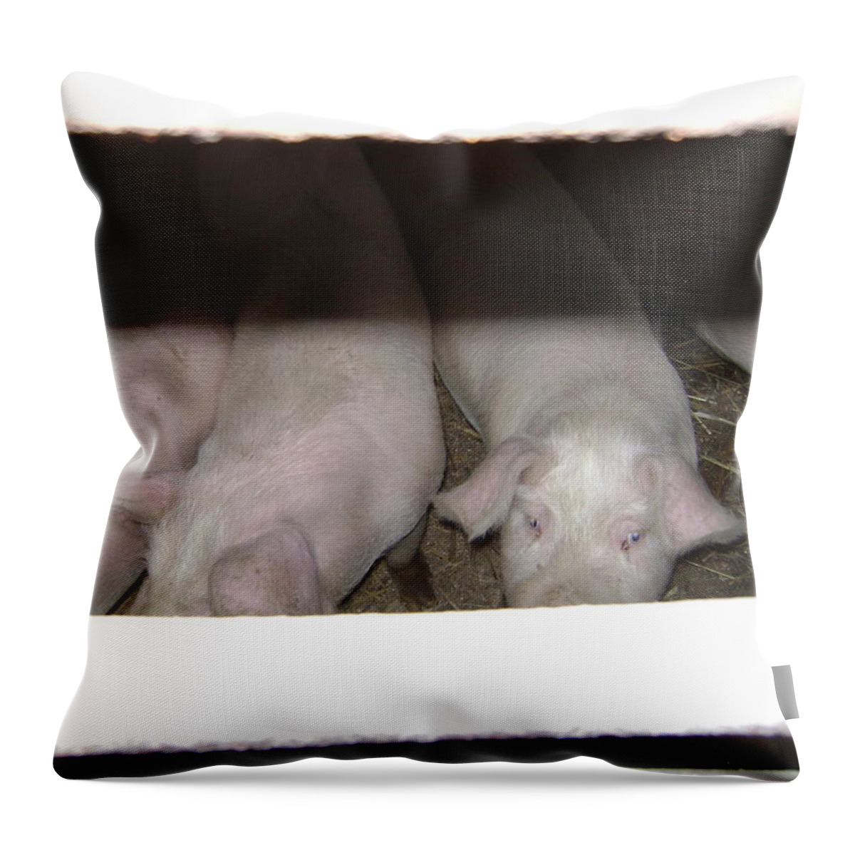 Pigs Throw Pillow featuring the photograph These Eyes by Moshe Harboun
