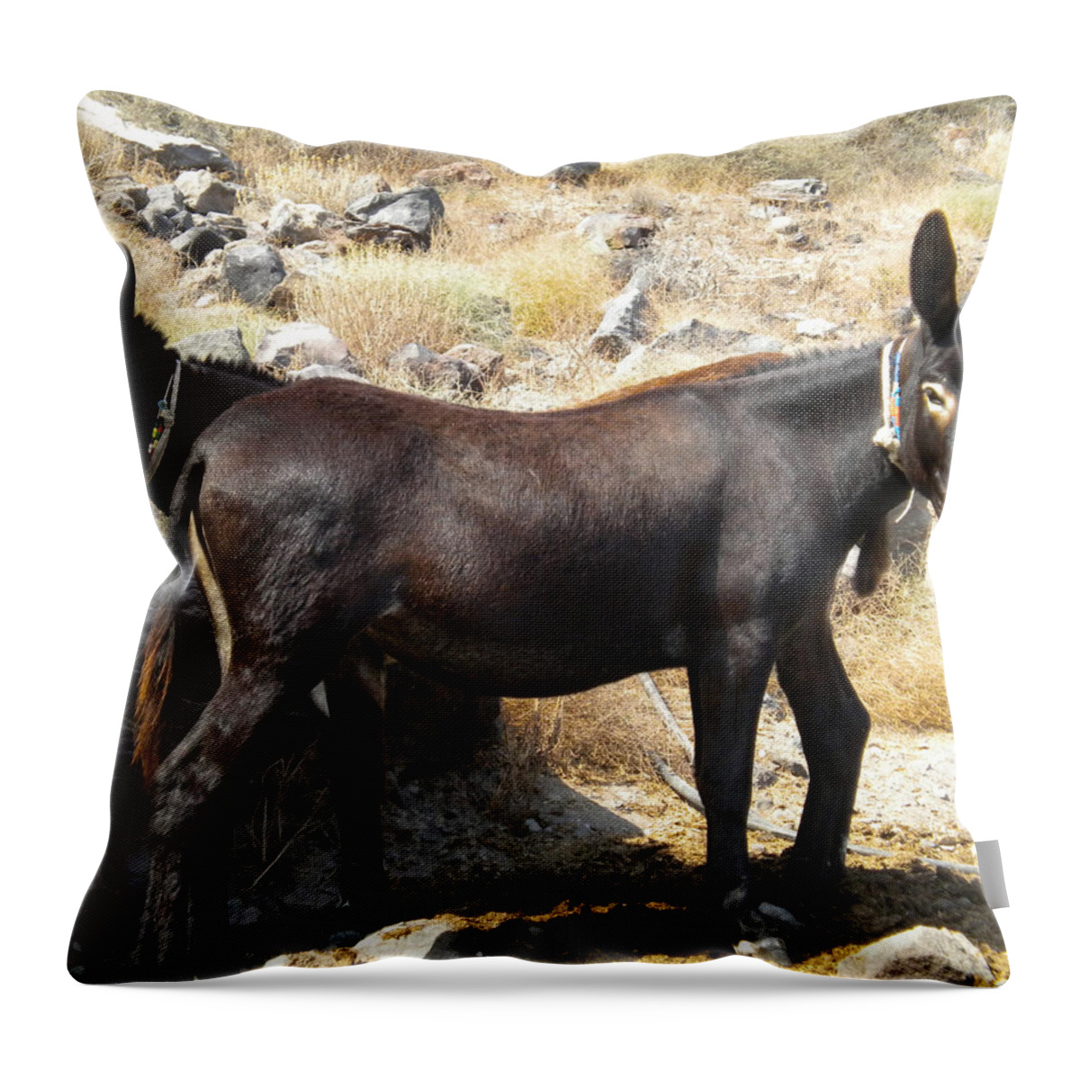 Colette Throw Pillow featuring the photograph Thirasia Donkeys Santorini Greece by Colette V Hera Guggenheim