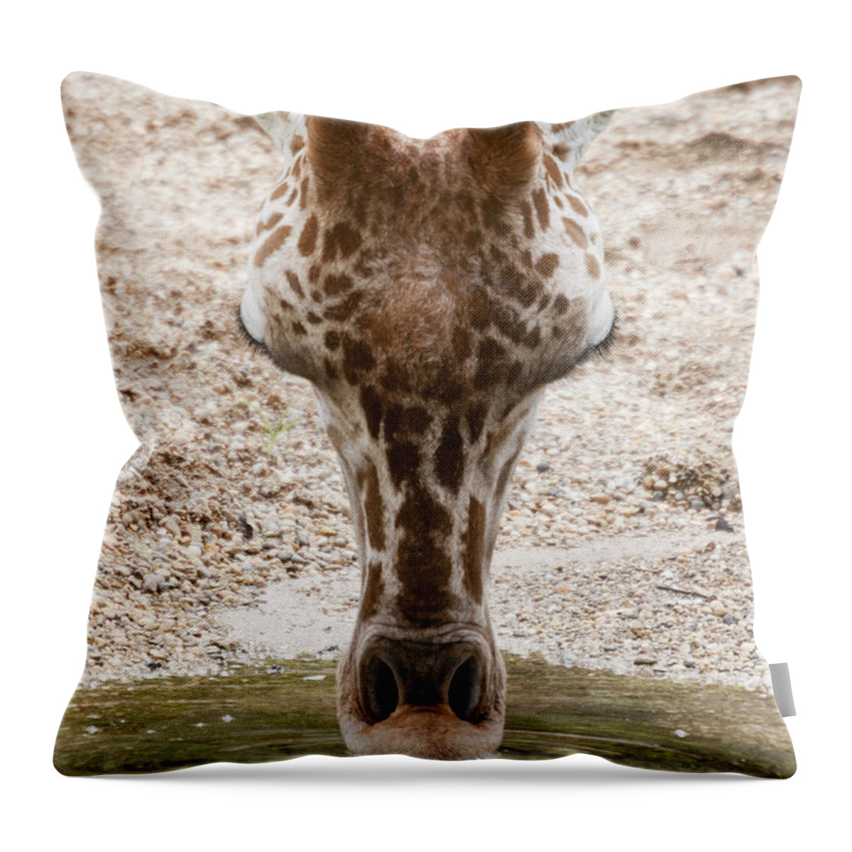 Giraffe Throw Pillow featuring the photograph Thirsty by Patty Colabuono