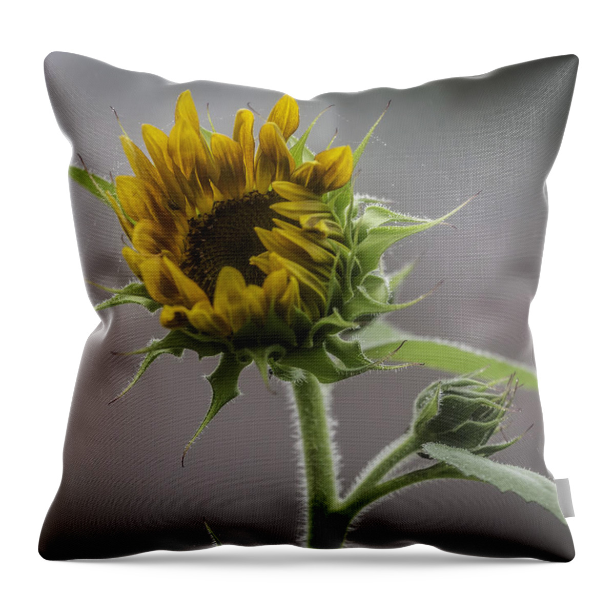 Sun Flower Throw Pillow featuring the photograph This Is Just The Begining by Thomas Young