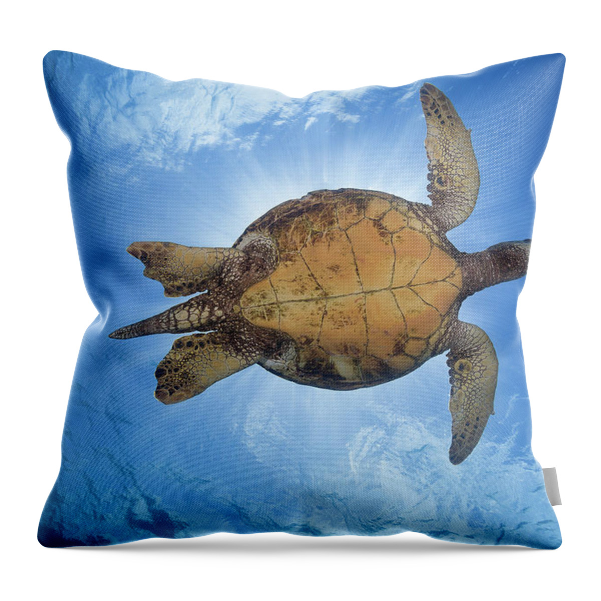 Blue Throw Pillow featuring the photograph This Male Green Sea Turtle Chelonia by Dave Fleetham