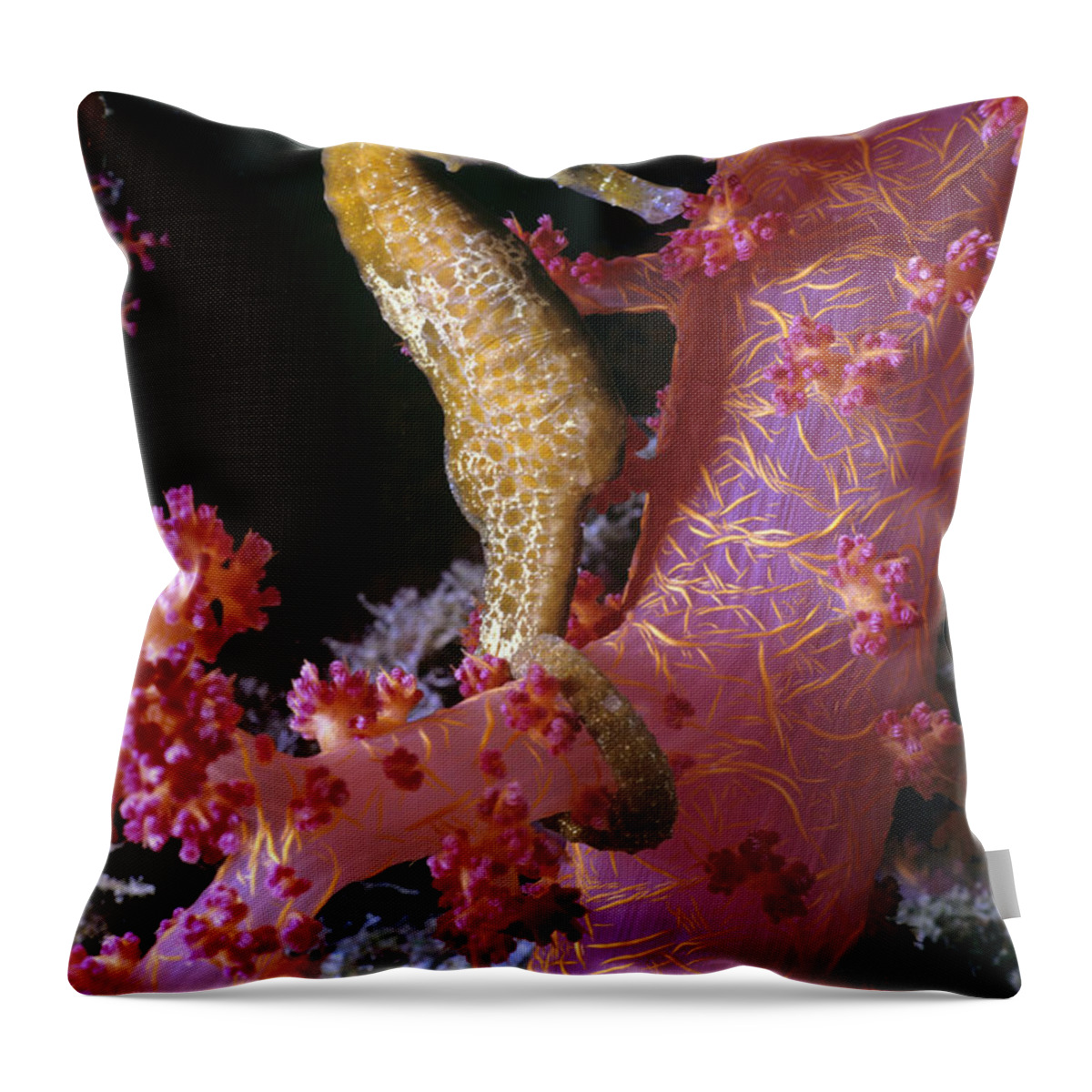 Actinopterygii Throw Pillow featuring the photograph Thorny Sea Horse by Jeff Rotman