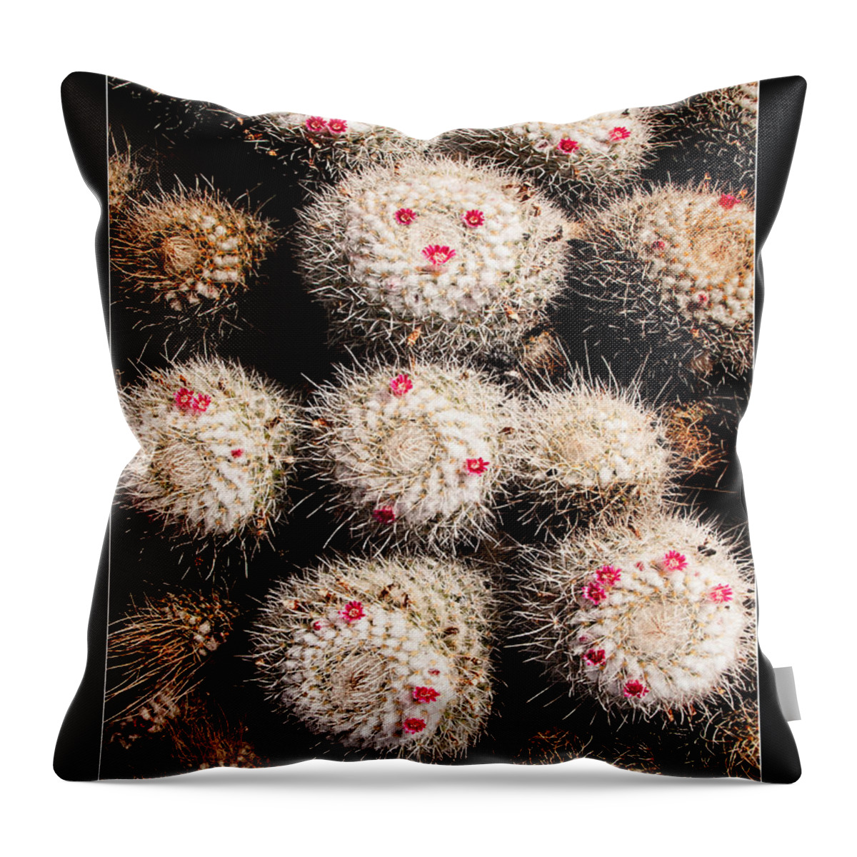 Valentine Throw Pillow featuring the photograph Thorny Valentine by Weston Westmoreland