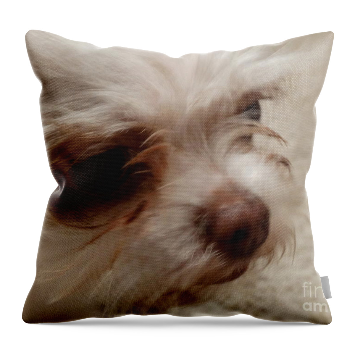 Toy Lhasa Apso Throw Pillow featuring the photograph Those Eyes by Joseph Baril