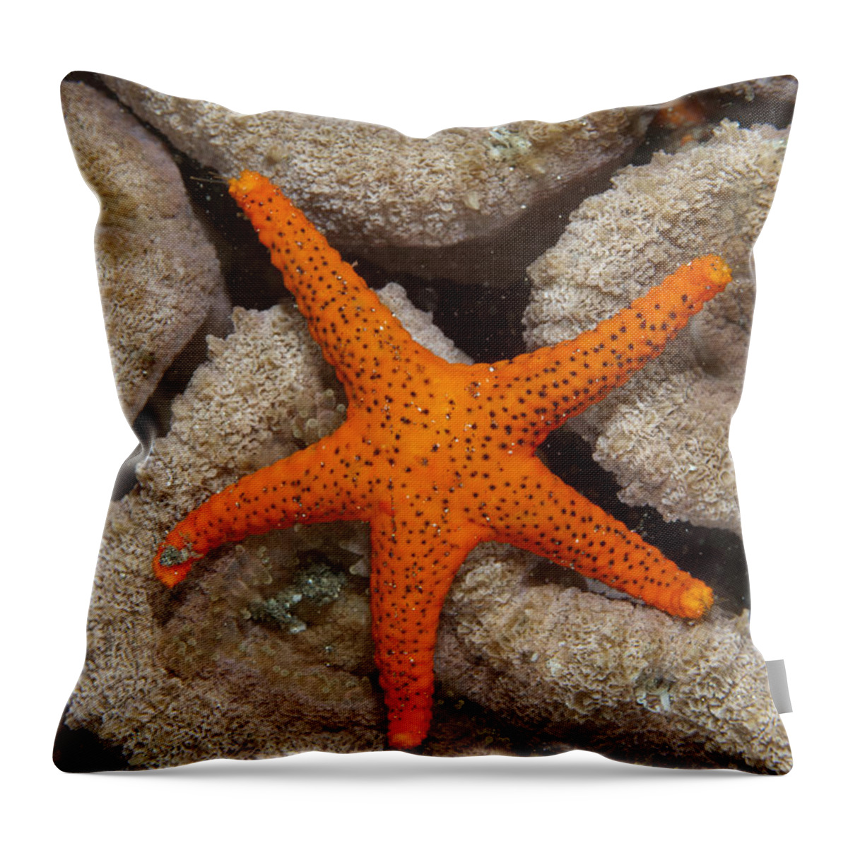 Flpa Throw Pillow featuring the photograph Thousand-pores Starfish On Coral by Colin Marshall