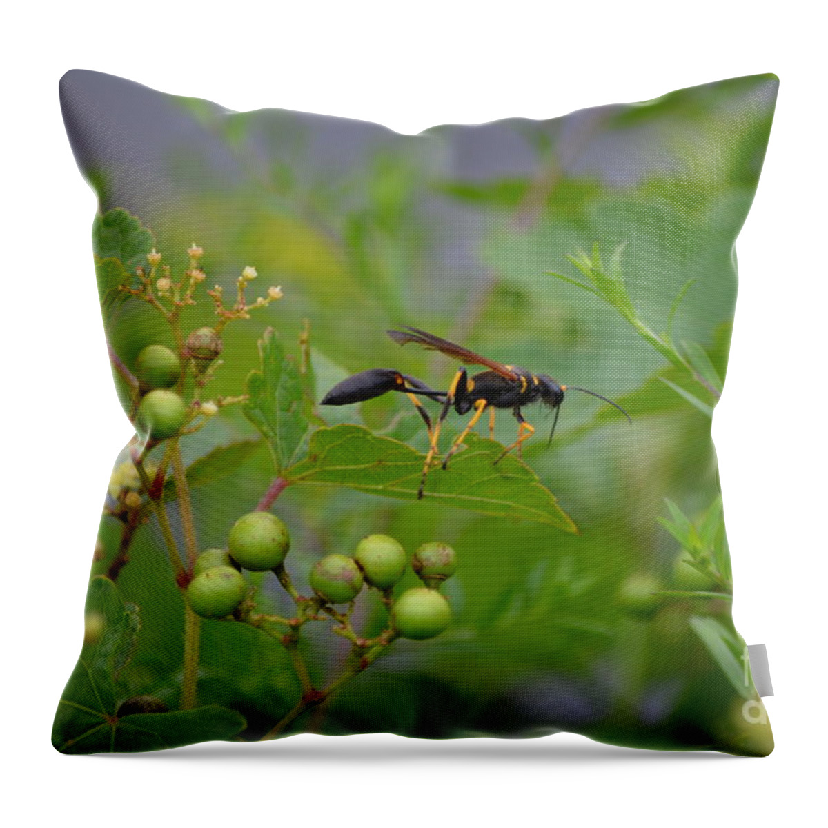 Insect Throw Pillow featuring the photograph Thread-waist Wasp by James Petersen