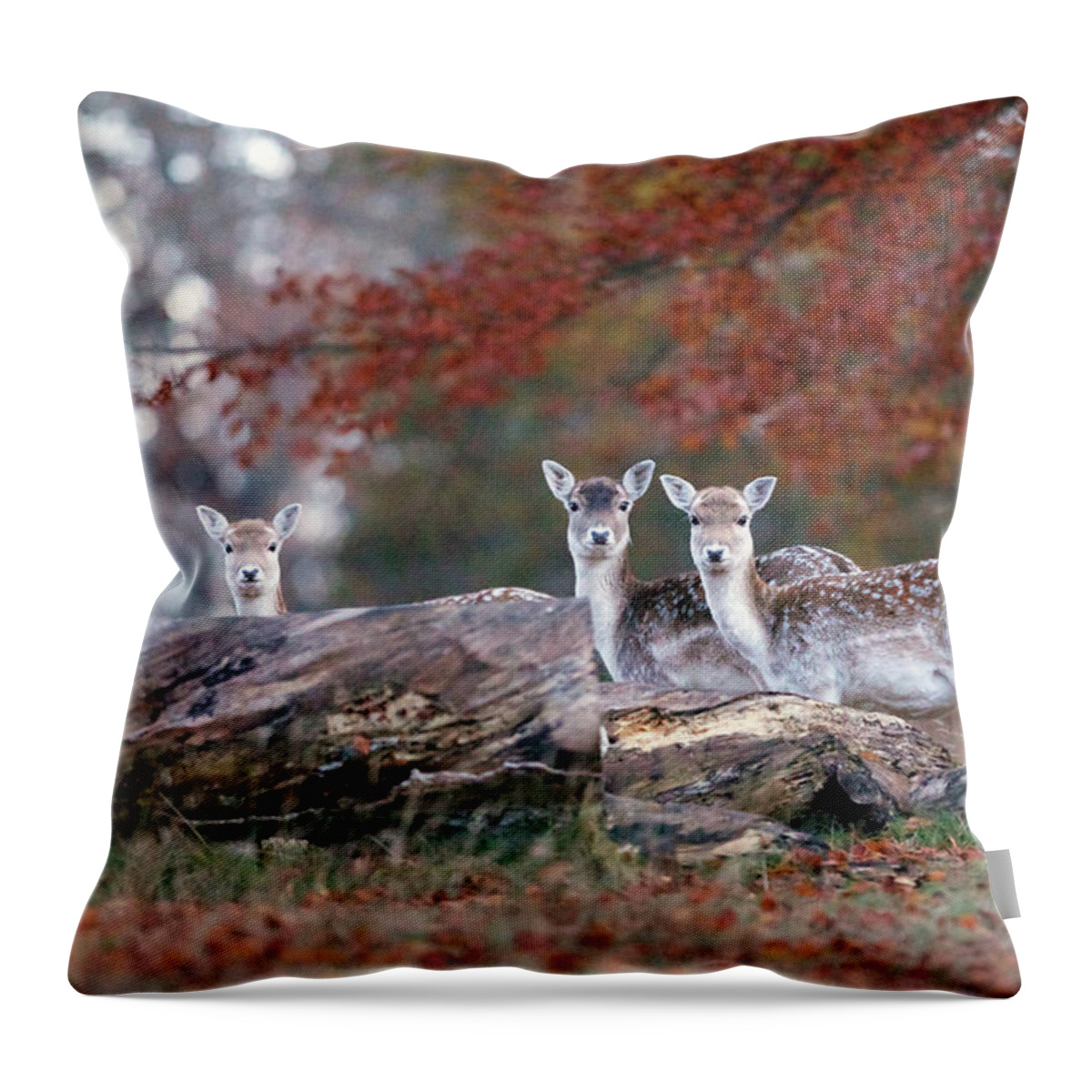 Kent Throw Pillow featuring the photograph Three Little Deer by Markbridger